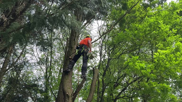 Best Palm Tree Trimming  in Crystal Lake, FL